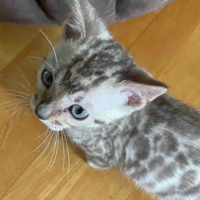 Chaton Bengal 3 mois, View more