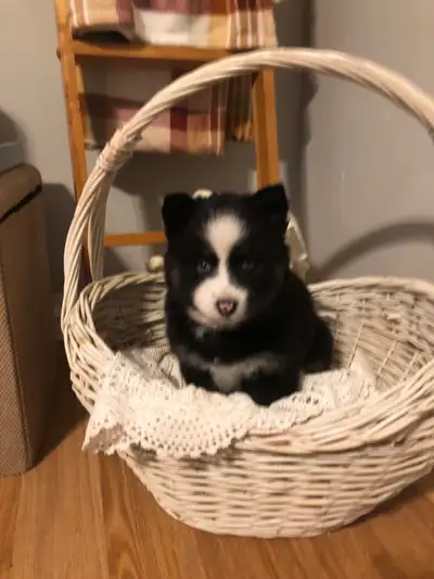 Pomsky puppies for sale, View more
