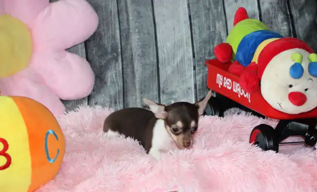 Vendu Chihuahua❤️femelle mini ❤️Protection100% .Garantie. ★★★ in Dogs & Puppies for Rehoming in Laval / North Shore - Image 11