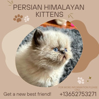 Persian Himalayan Kittens 