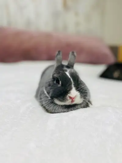 Bunny looking for loving home, View more