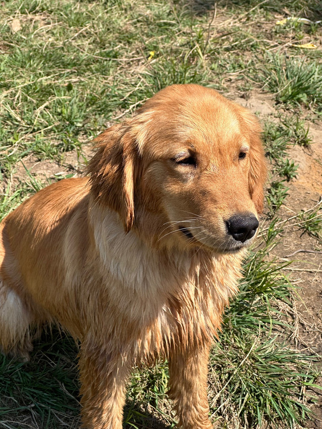 CKC Registered Golden Retriever Dogs & Puppies for Rehoming Muskoka Kijiji