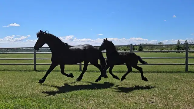 2026 Friesian Colt By Alwin 469 in Horses & Ponies for Rehoming in Edmonton - Image 5