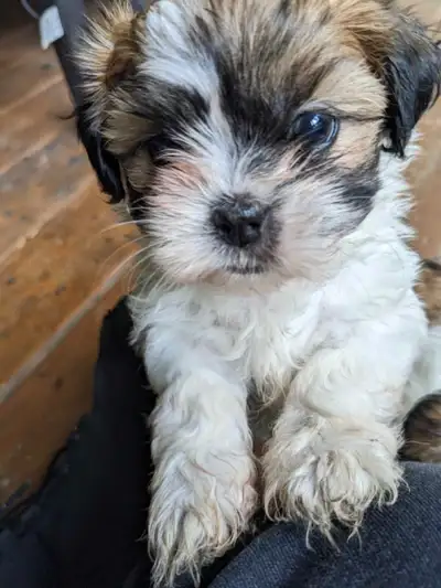 1 female $900 3 males $800 They are ready June 7 They come with 1st Vaccines and vet examination dew...