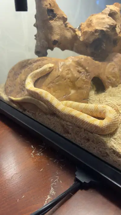 Serpent hétérodon de l'Ouest( Hognose)avec vivarium et accessoir, View more