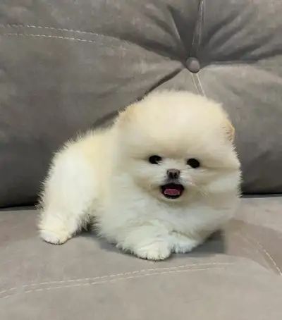 Extra-Small Pomeranian Puppies, View more