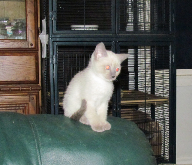 Blue Point Siamese Kittens in Cats & Kittens for Rehoming in Brantford - Image 3