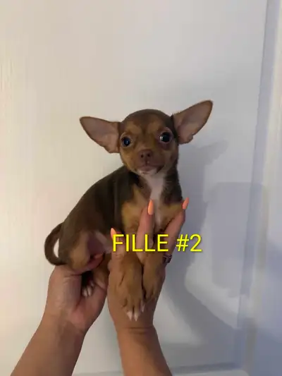 ❤️ chihuahua prêt à partir ❤️, View more