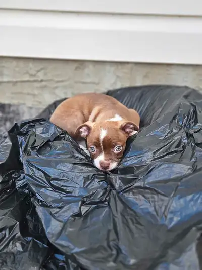 3/4 Boston Terrier 1/4 Chihuaha puppies, View more