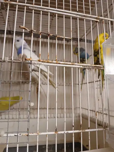 budgies 3 year old., View more