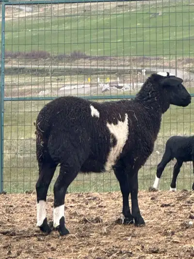 Ewes and sheep, View more