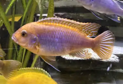 Rusty african Mbuna cichlids: - 5-6 months old 1.5 inch $5 each Adult male in picture.