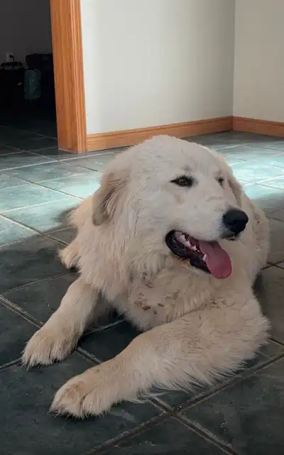Great Pyrenees- Golden Retriever x needs a good rural home, View more