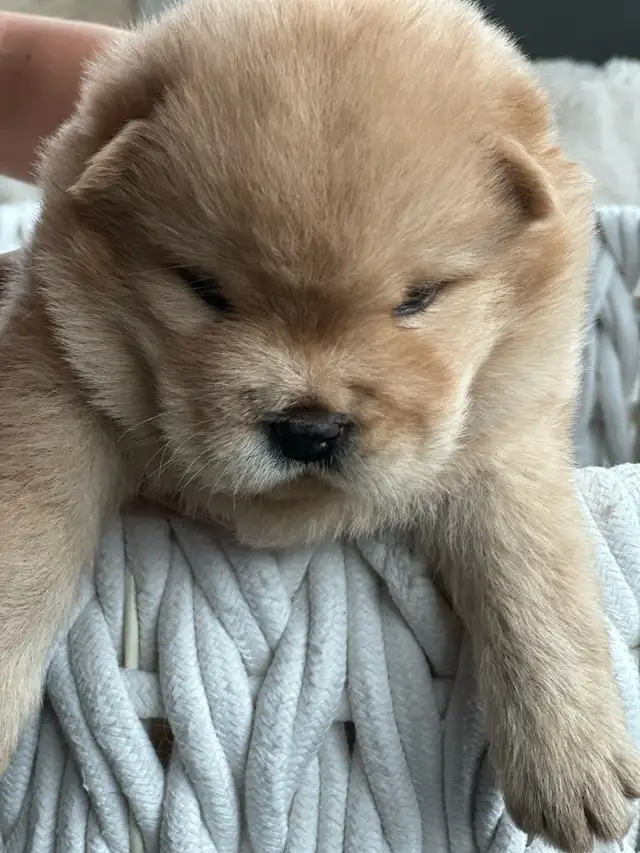 Chow Chow puppies Ready to go in Dogs & Puppies for Rehoming in Oakville / Halton Region - Image 6