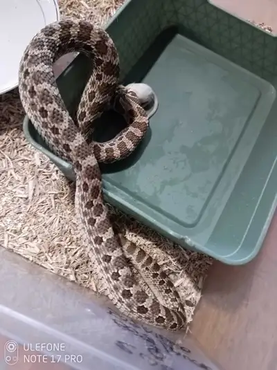 022,Western Hognose,F , 66%het lavender,50%het albino, View more
