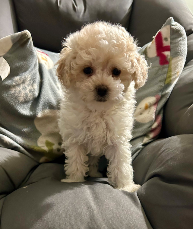 ❤️ Yorkie poo ❤️ One Left ❤️ in Dogs & Puppies for Rehoming in St. Albert