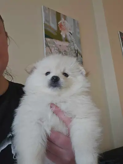 Pomeranian puppies, View more