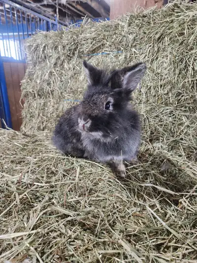 Female dwarf lionhead bunny!, View more