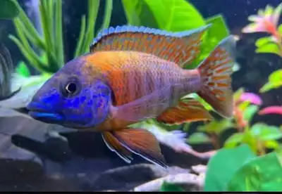Red Jacobfreibergi Peacock Cichlid, View more