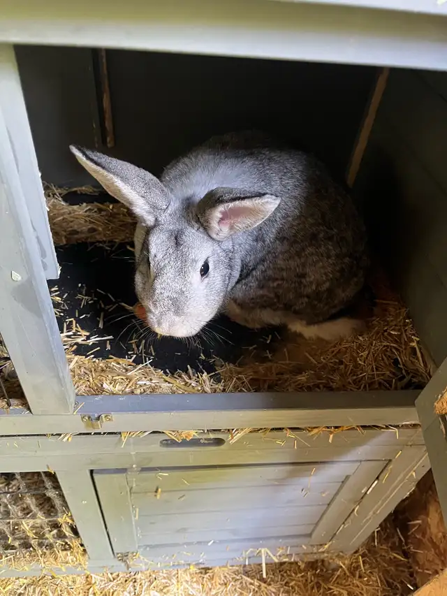 rabbit breeding set up in Other in Barrie - Image 5