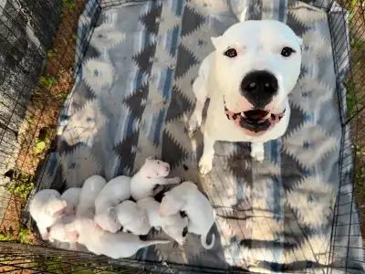 Adorable Dogo Argentino puppies looking for their forever homes! Born April 24, 2025 – Ready to go J...