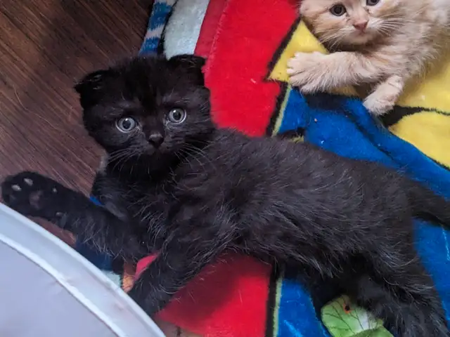 Chaton Scottish fold in Cats & Kittens for Rehoming in Trois-Rivières - Image 9