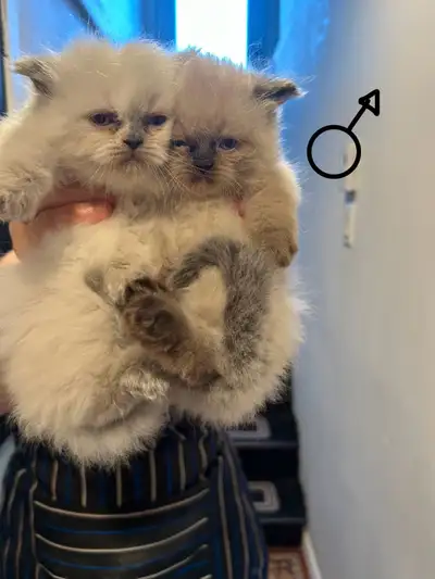 4 chatons himalayens 2 femelles +2 mâles Deja propre et autonome Pas vaccinés Joueurs et très sociab...