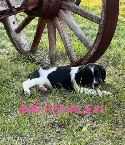 English Springer Spaniel Pups, CKC Reg’d, View more