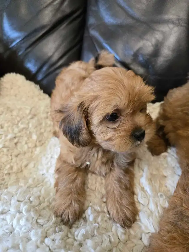 Shihtzu poodle puppies in Dogs & Puppies for Rehoming in Winnipeg - Image 3
