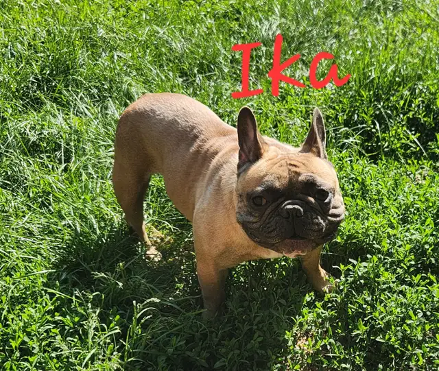 3 puppies and 1 adult purebred French Bulldogs CKC registered in Dogs & Puppies for Rehoming in Laval / North Shore - Image 5