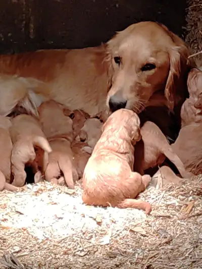 Golden Retriever Puppies for Re-homing ?, View more