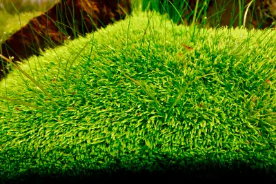 Utricularia graminifolia, View more