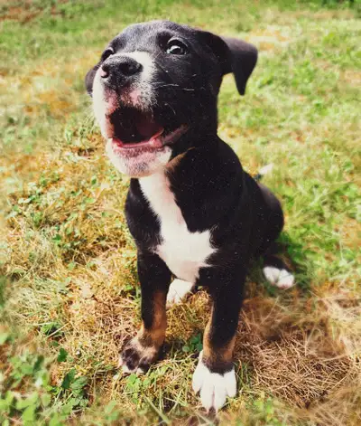 male cane  Corso mix, View more