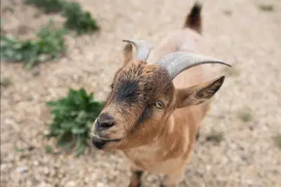 Who would have thought goats would follow you around like puppy dogs! These guys will and come to th...