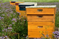 Nuclei - abeilles locales