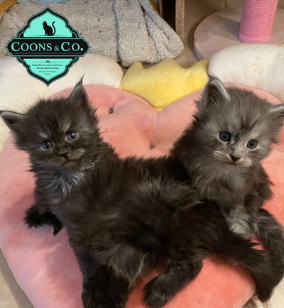 Purebred European Lineage Maine Coon Kittens, View more