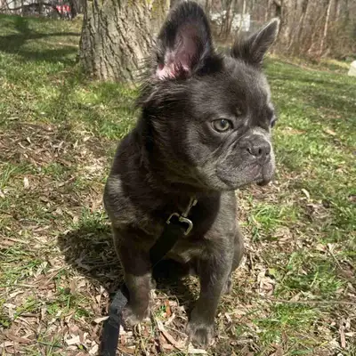 Exotic fluffy French bulldog, View more