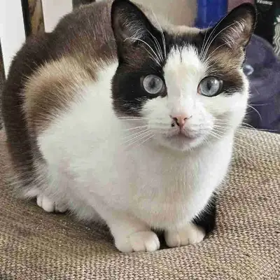 part siamese male cat for rehoming, View more