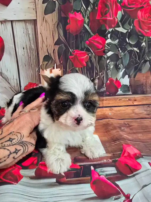 YORKSHIRE TERRIER PUPPY( TEA CUP Tri-color Biewer) | Dogs & Puppies for ...