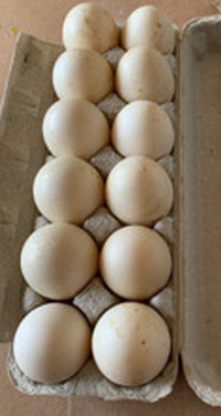 Muskovy Duck Hatching Eggs
