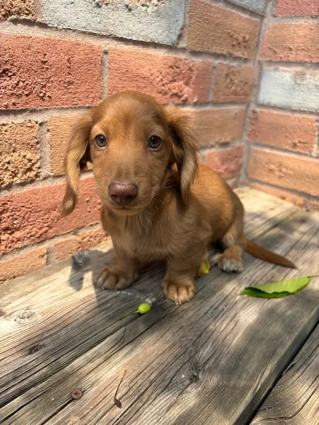 Mini Dachshund in Dogs & Puppies for Rehoming in Markham / York Region - Image 7