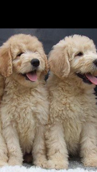 Calm and Sweet Goldendoodle puppies