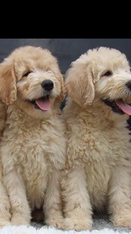 Calm and Sweet Goldendoodle puppies in Dogs & Puppies for Rehoming in Vancouver