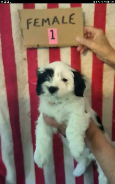 These puppies hypoallergenic, nonsheading beautiful puppies . They will be about 10lb. As adults . T...