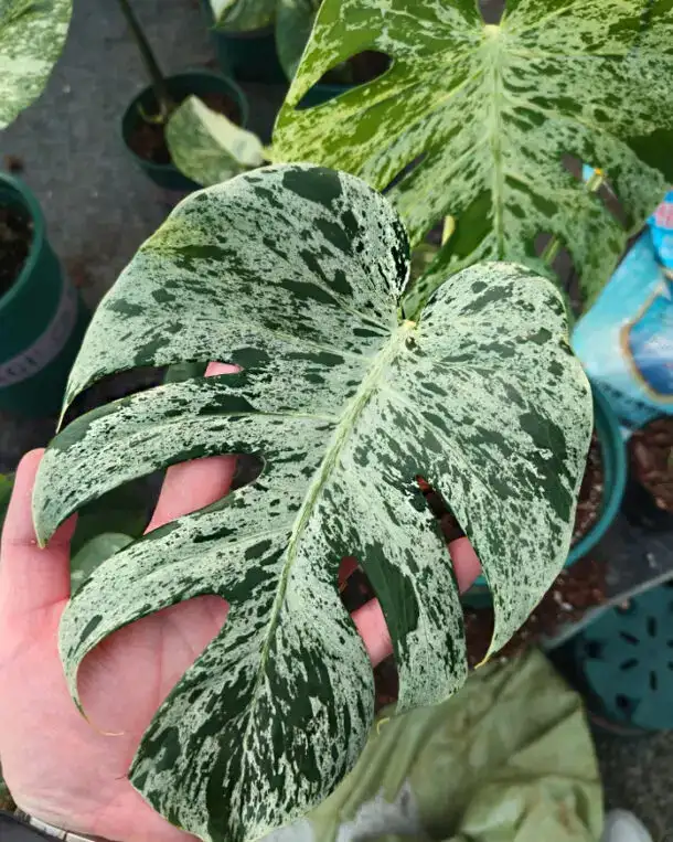 Promo on rooted wetstick monstera variegata in Plants, Fertilizer & Soil in City of Toronto - Image 9