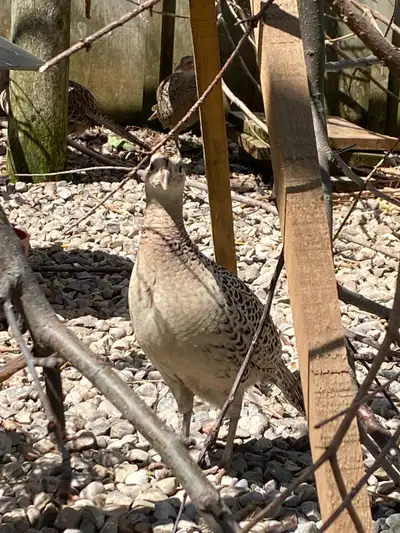 Ring neck pheasant -hatching eggs, View more