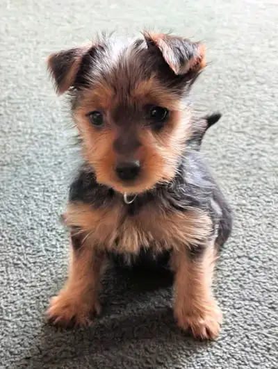 Tiny  Yorkie Female and 1 male, View more