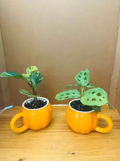 PLANT SET: Peperomia Marble and Prayer Plant, View more