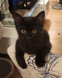 Magnifique chaton mâle noir 