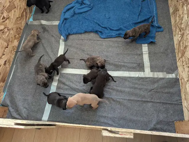 Pups please message number in Dogs & Puppies for Rehoming in Medicine Hat - Image 8